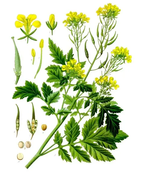 White Mustard color drawing
